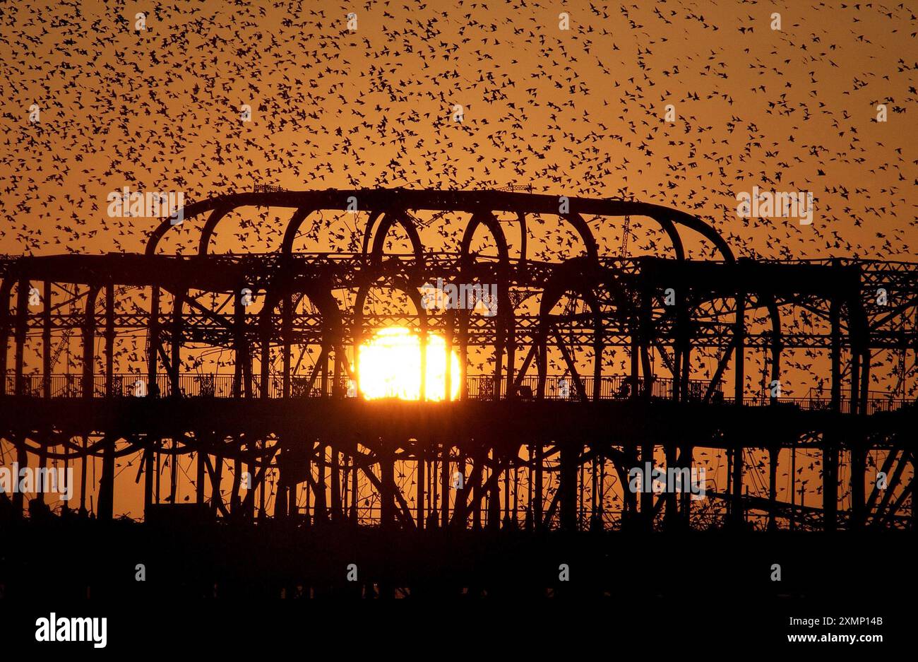 Bild von Roger Bamber: Dramatische Webschwärme von Tausenden von Starlingen stürzen über die Skelettreste des Theaters am Brightons Fire verwüstete West Pier. Die RSPB hat erklärt, dass der Rückgang des Starens größer ist als der des House Sparrow, da beide auf der Roten Liste der Vogelschutzgebiete stehen, was darauf hindeutet, dass sich die Population in den letzten 25 Jahren halbiert hat. Die Zahl der britischen Mitarbeiter steigt mit Migranten aus Norwegen, Schweden, Finnland und Polen, die für den Winter ankommen. Stockfoto