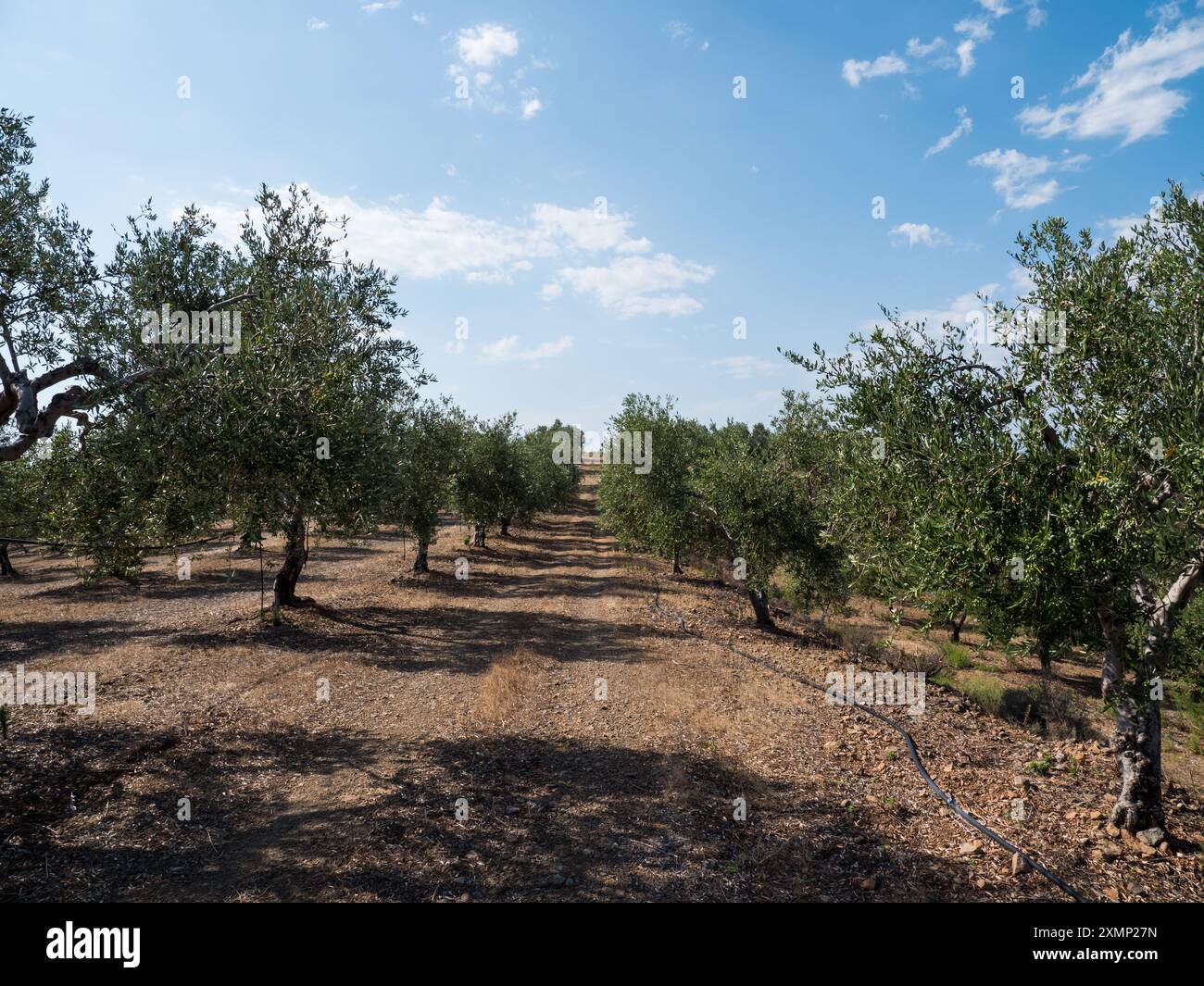 Olivenbäume. Olivenanbau in der Nähe von Monemvasia Peloponese Griechenland Stockfoto