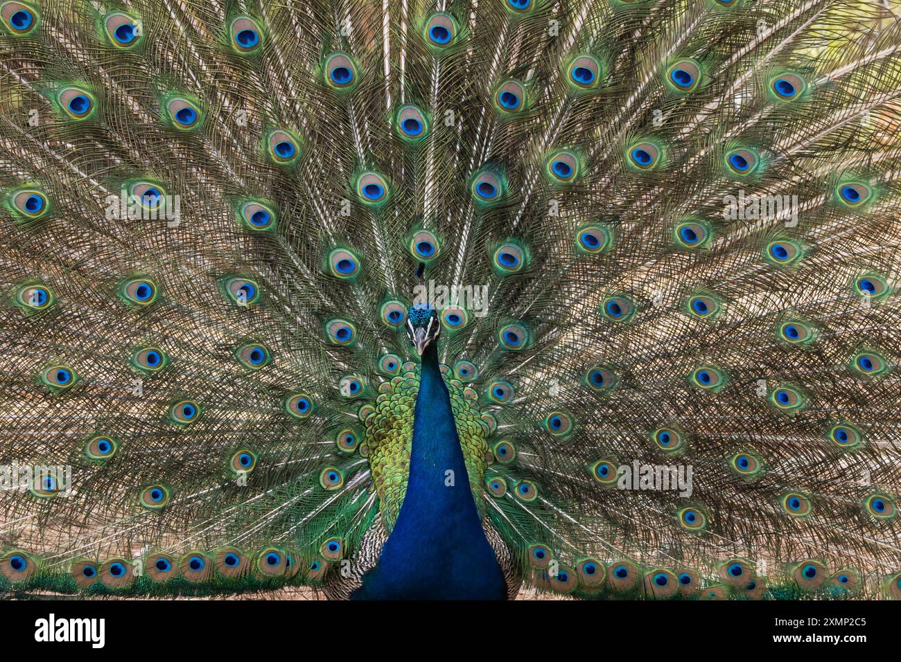 Ein bunter Pfau mit aufgefächerten Federn Stockfoto