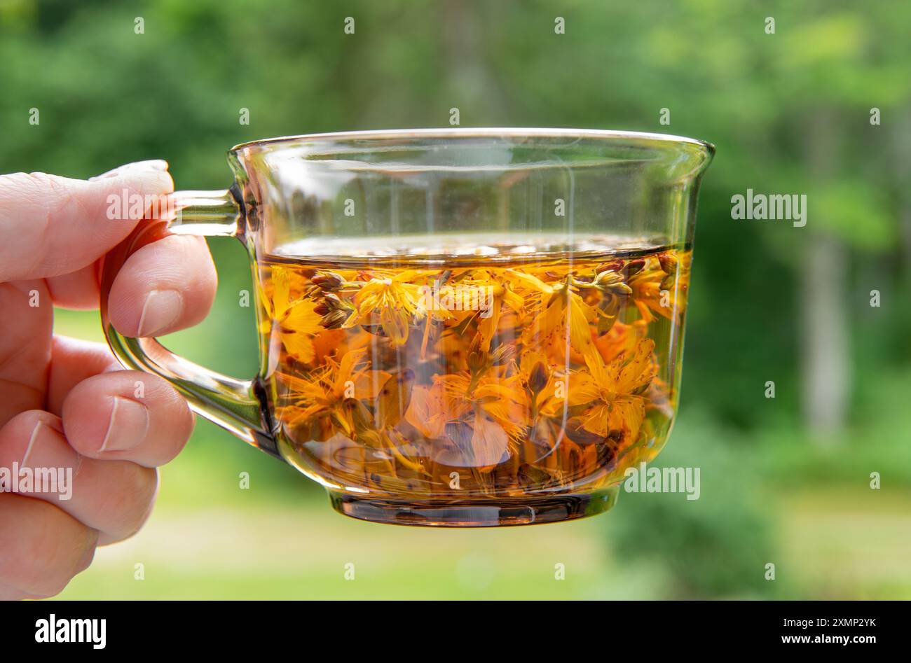 Person hält eine Tasse Hypericum perforatum, bekannt als Johanniskraut, Johanniskraut oder gewöhnlicher Johanniskraut Kräutertee in Glas. Stockfoto