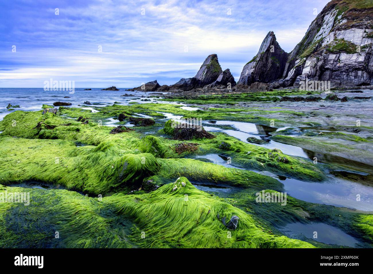 Meeresalgen bedeckte Felsen am Westcombe Beach in South Devon, Großbritannien Stockfoto
