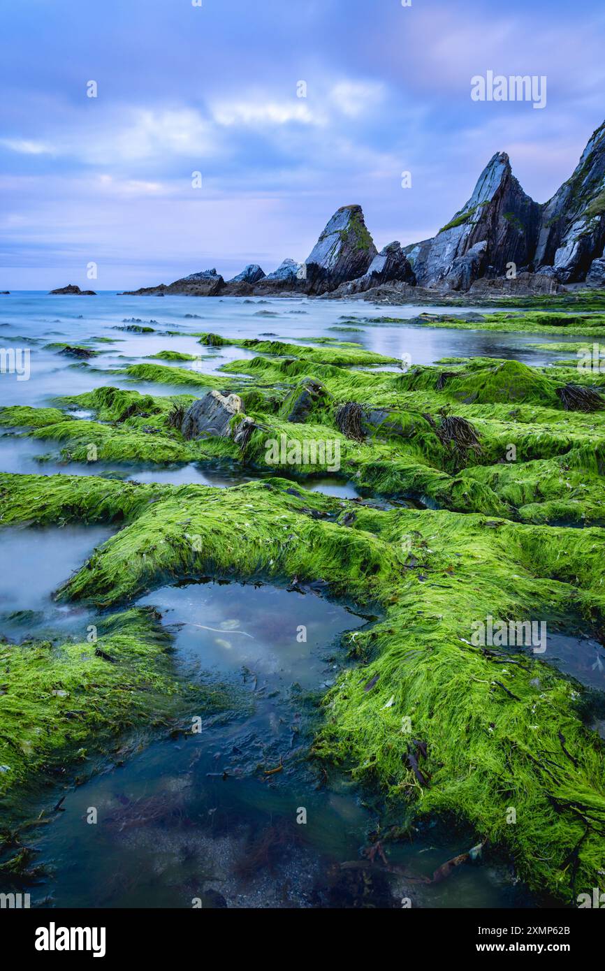 Meeresalgen bedeckte Felsen am Westcombe Beach in South Devon, Großbritannien Stockfoto
