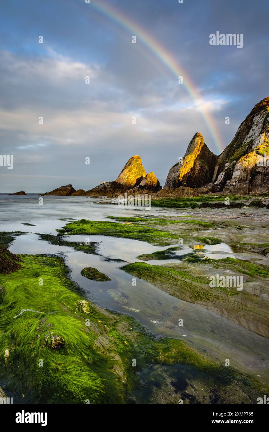 Meeresalgen bedeckten Felsen und Regenbogen am Westcombe Beach in South Devon, Großbritannien Stockfoto