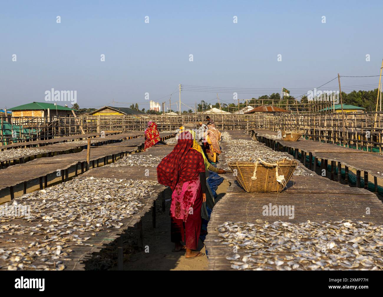 Bangladeschische Arbeiterinnen lassen Fische in der Sonne trocknen, Chittagong Division, Cox's Bazar Sadar, Bangladesch Stockfoto