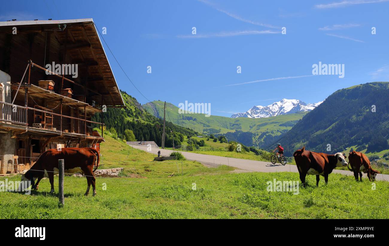 Kühe weiden auf einem Bauernhof in Hauteluce, einem Dorf in Beaufortain, Savoie, Frankreich, mit dem Mont Blanc im Hintergrund auf der linken Seite Stockfoto