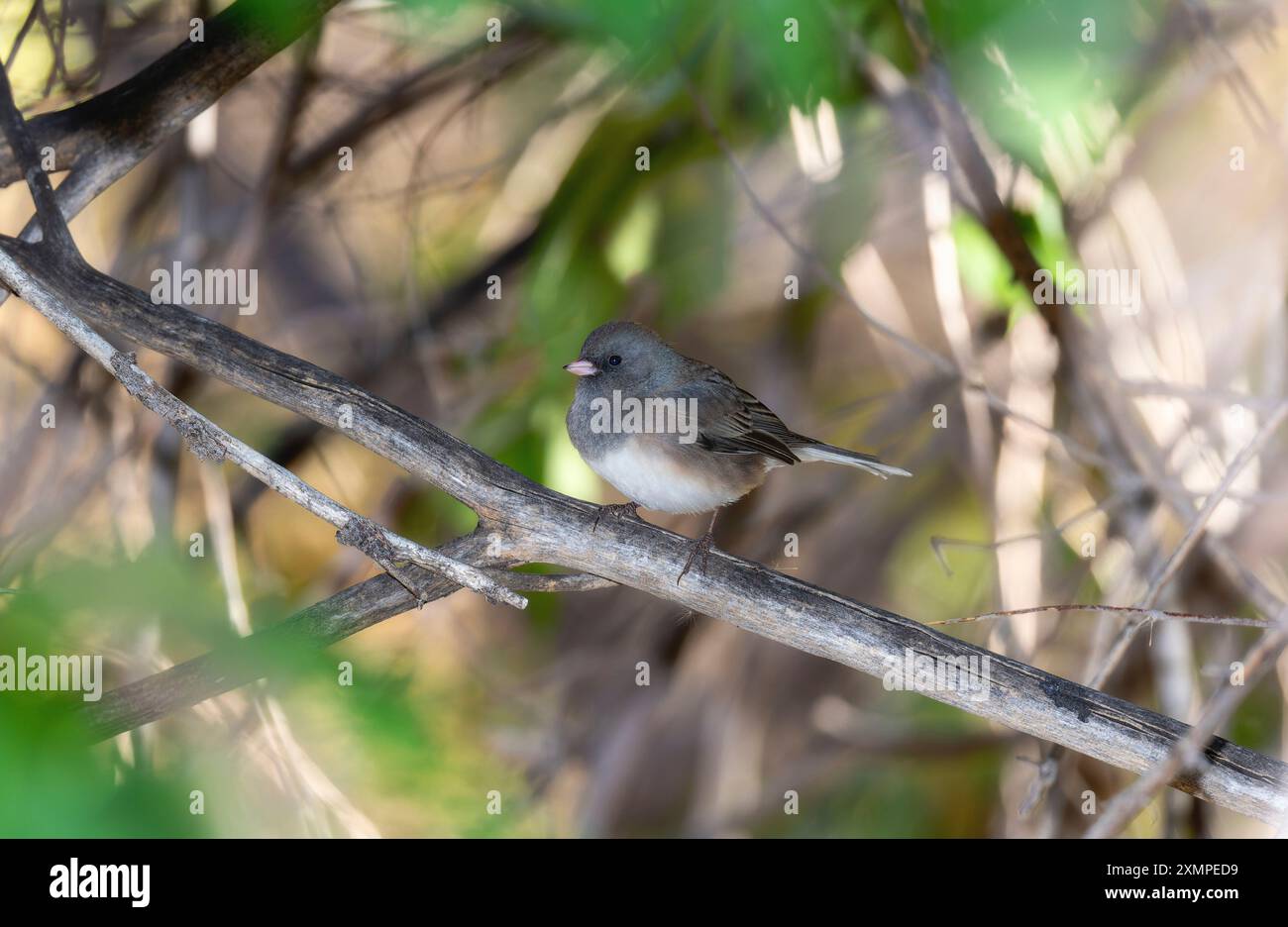Ein Oregon Junco (J. h. Oreganus), der auf einem schmalen Ast thront Stockfoto
