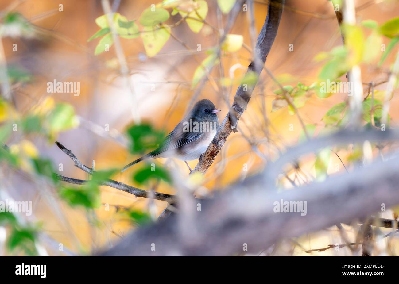 Ein kleiner Oregon Junco (J. h. oreganus) steht ruhig auf einem Zweig, umgeben von leuchtenden goldenen Blättern. Stockfoto