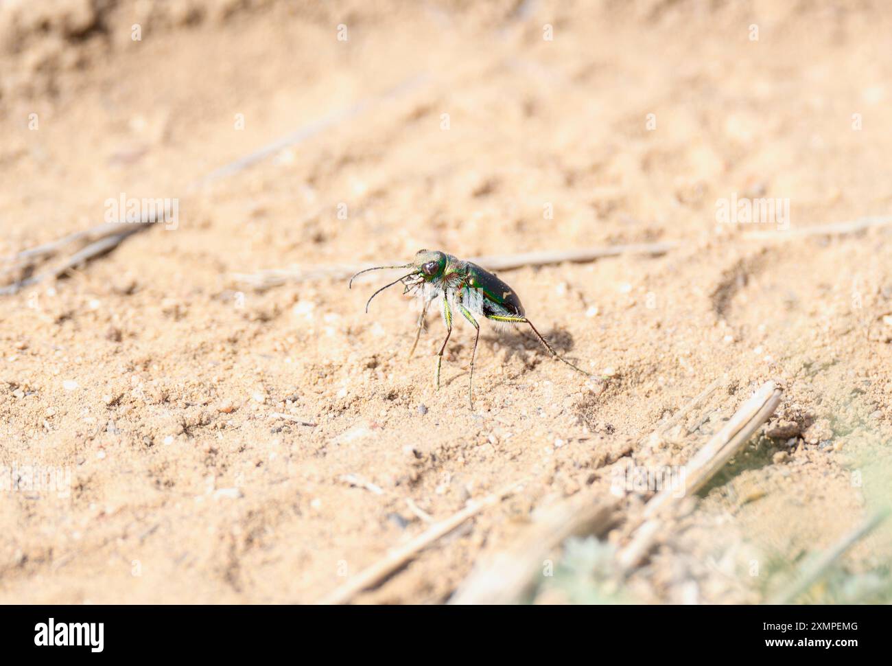 Ein auffälliger grün-violetter Tigerkäfer (Cicindela purpurea) wird auf dem Sandboden von Colorado beobachtet Stockfoto