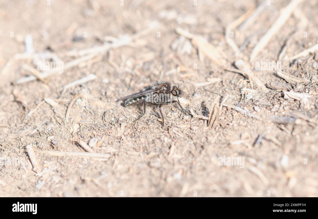 Eine Räuberfliege aus der Gattung Comantella wird auf dem Boden in Colorado gesehen. Stockfoto