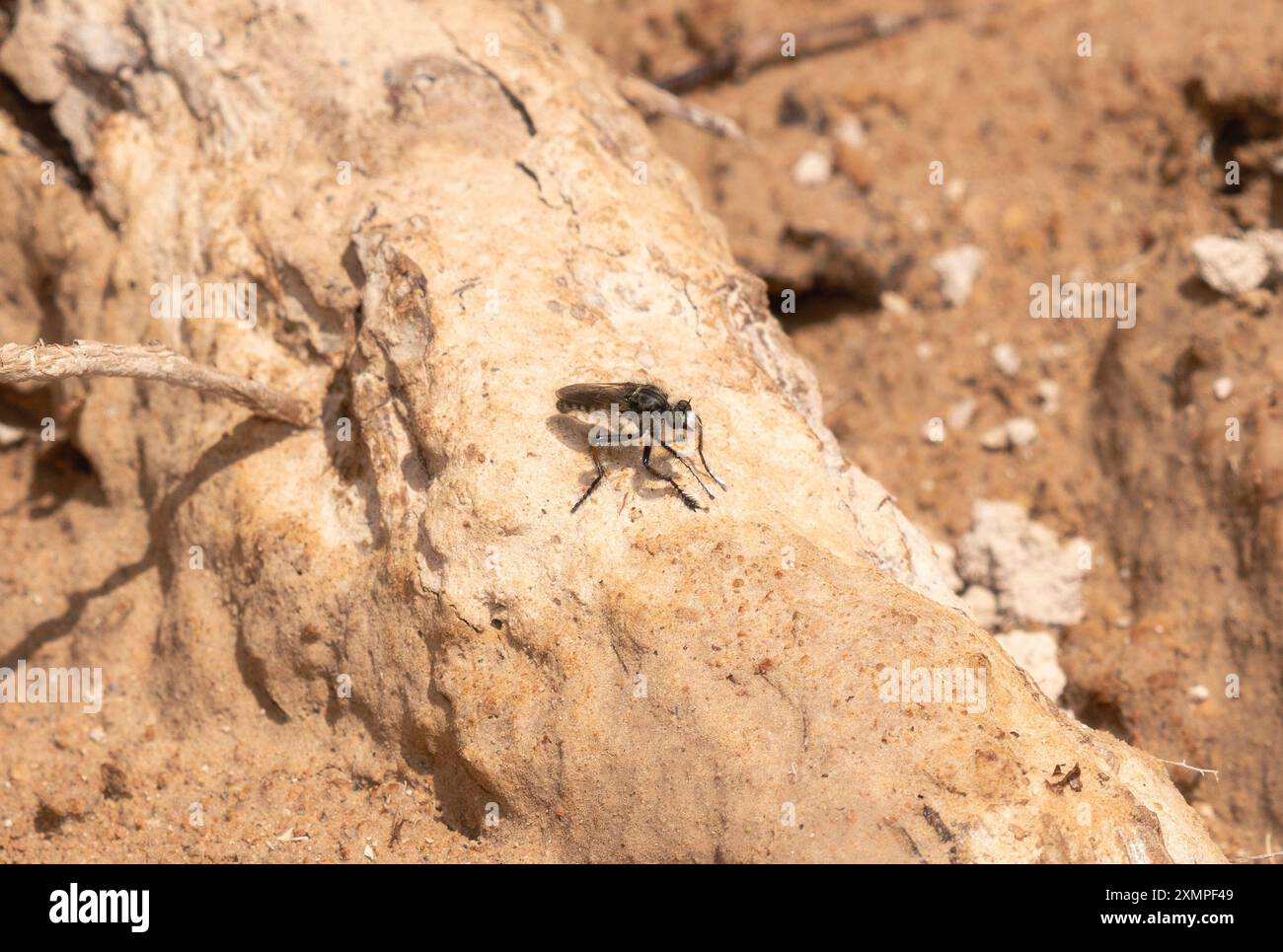 Eine Räuberfliege der Gattung Cyrtopogon liegt auf einer Sandoberfläche in Colorado. Stockfoto