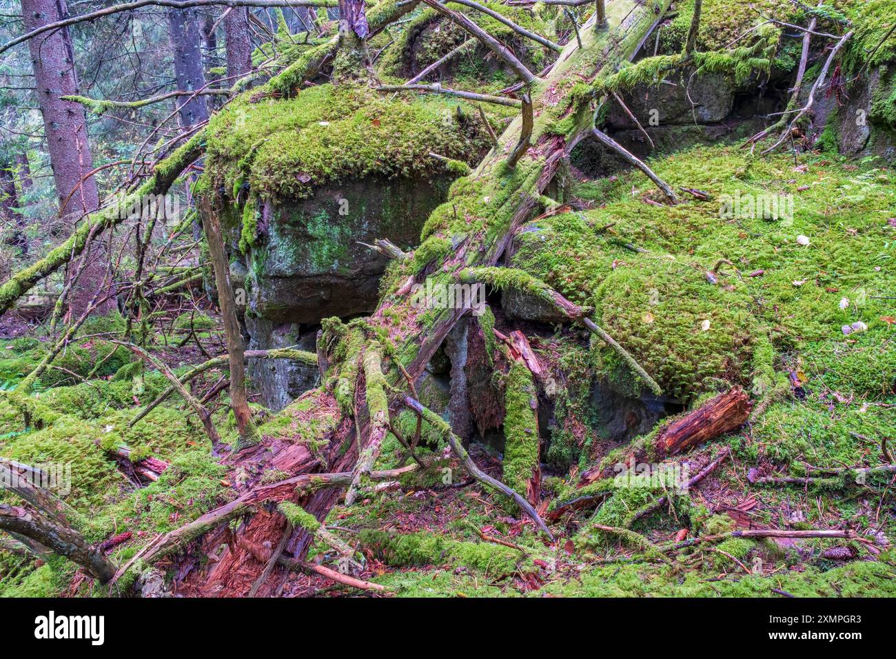 Alte verfaulte Baumstämme auf felsigem Gelände in einem alten Naturwald Stockfoto