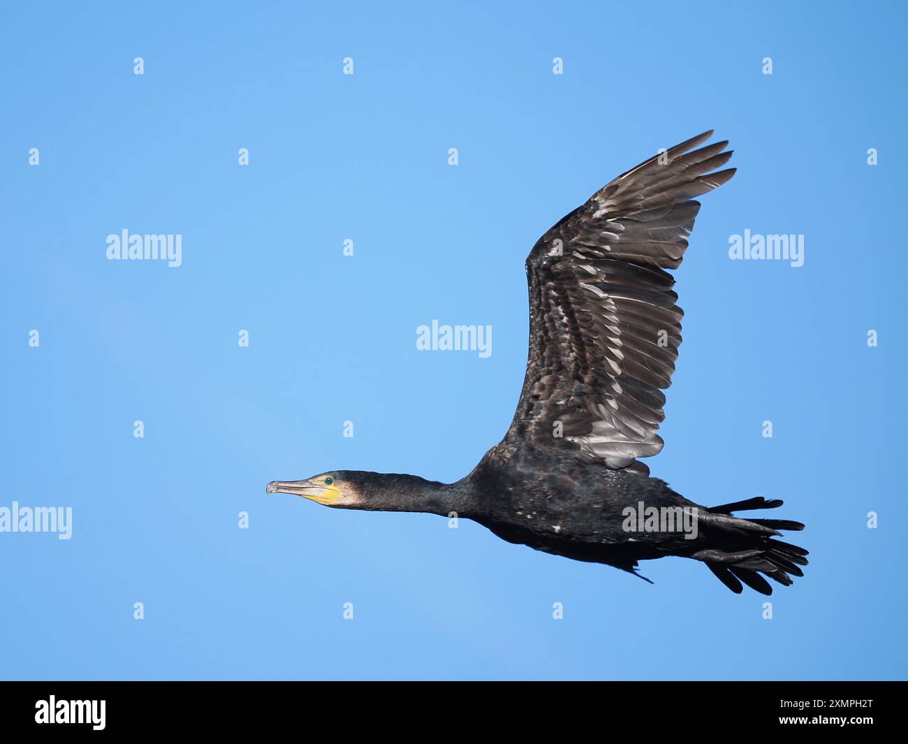 Kormorane fliegen von einem Inlandsitz in Bäumen, wo sie vor ihrem nächsten Fischfutter trocknen. Stockfoto