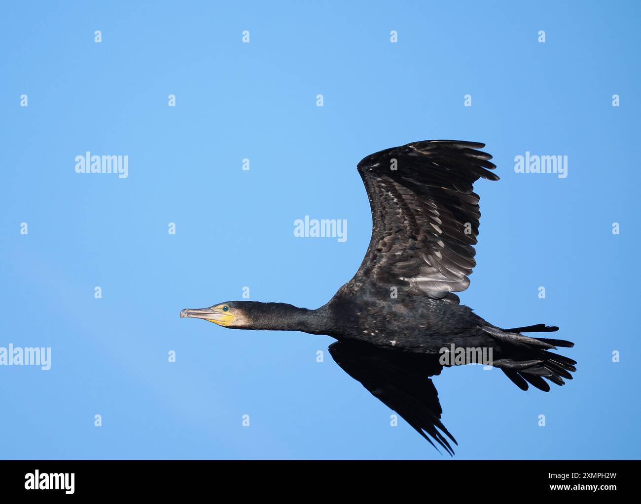 Kormorane fliegen von einem Inlandsitz in Bäumen, wo sie vor ihrem nächsten Fischfutter trocknen. Stockfoto