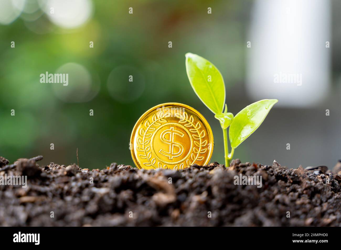 Sämlinge, die auf einem Stapel Münzen wachsen, haben eine natürliche Kulisse, verschwommenes Grün, Ideen zur Sparsamkeit und Wirtschaftswachstum. Stockfoto