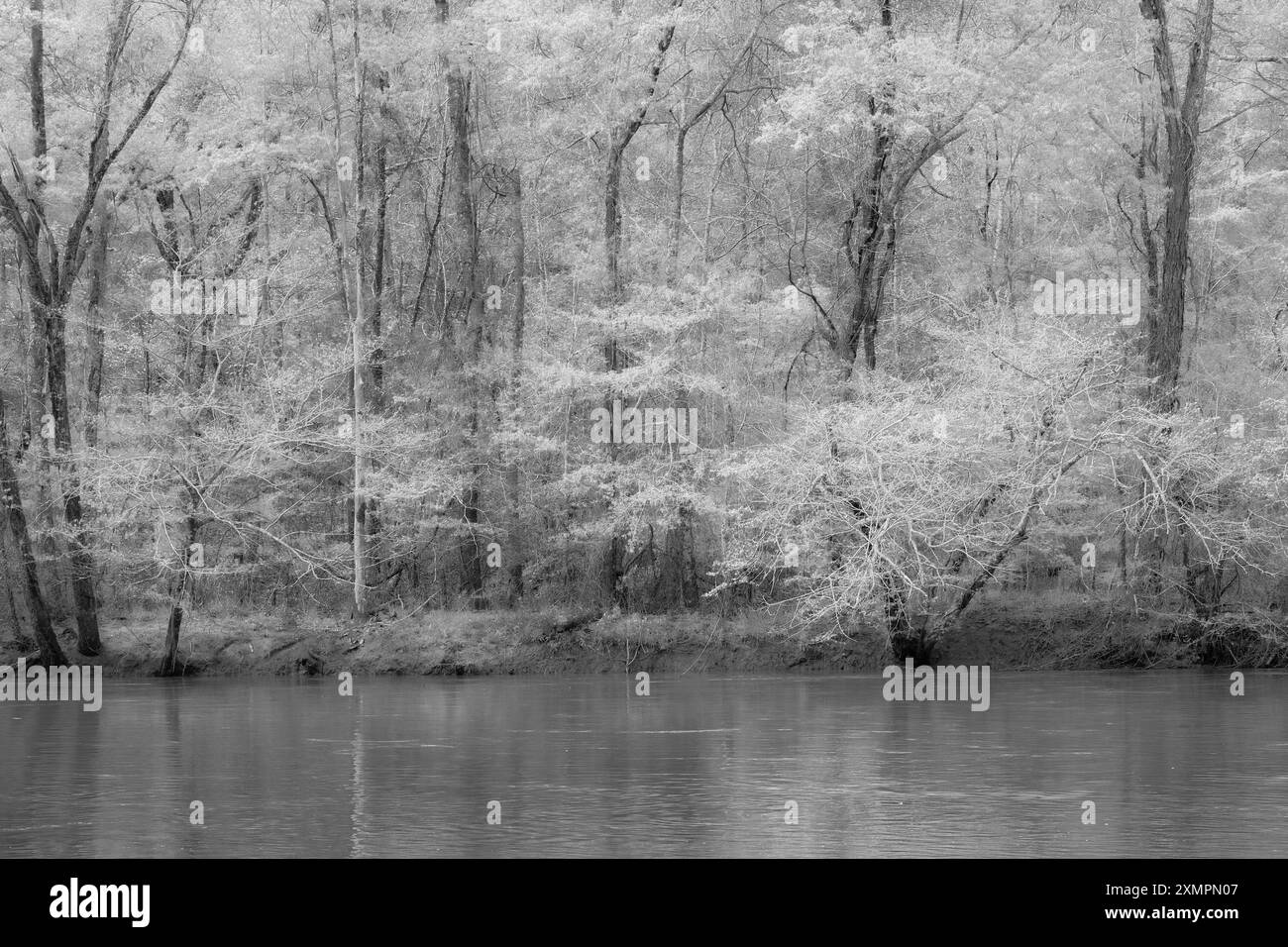 Magischer Wald und Fluss in Schwarz und weiß Stockfoto