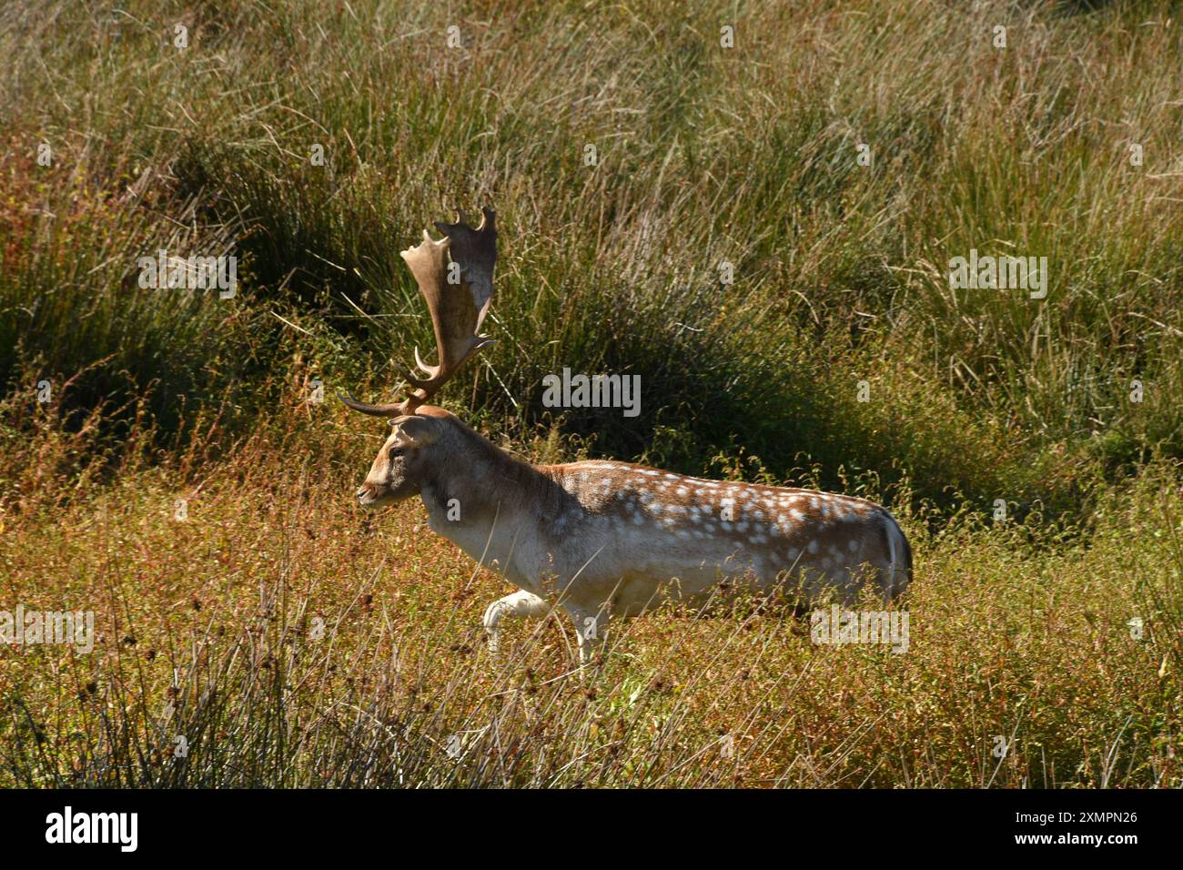 Damhirsch 'Dama dama' Ein männlicher Hirsch mit Palmatgeweih in der rauen Vegitation eines Hirschparks in Devon. Stockfoto