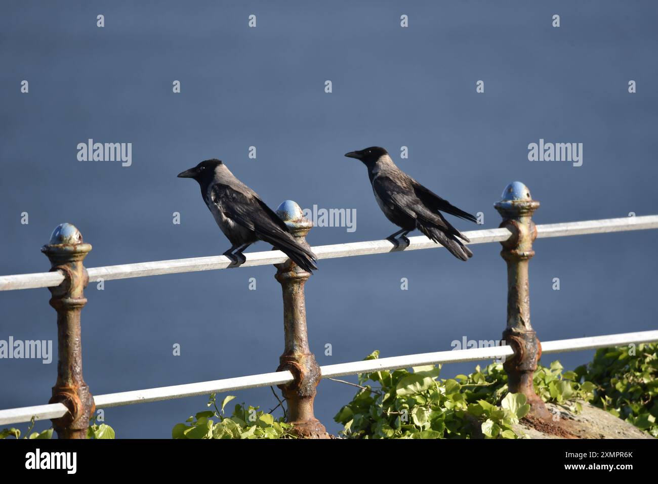 Ein Paar Krähen mit Kapuze (Corvus cornix), die auf der linken Seite auf dem Blick zum Meer stehen, von der Spitze des Eisernen Geländes auf der Isle of man, UK Afternoon Sun Stockfoto