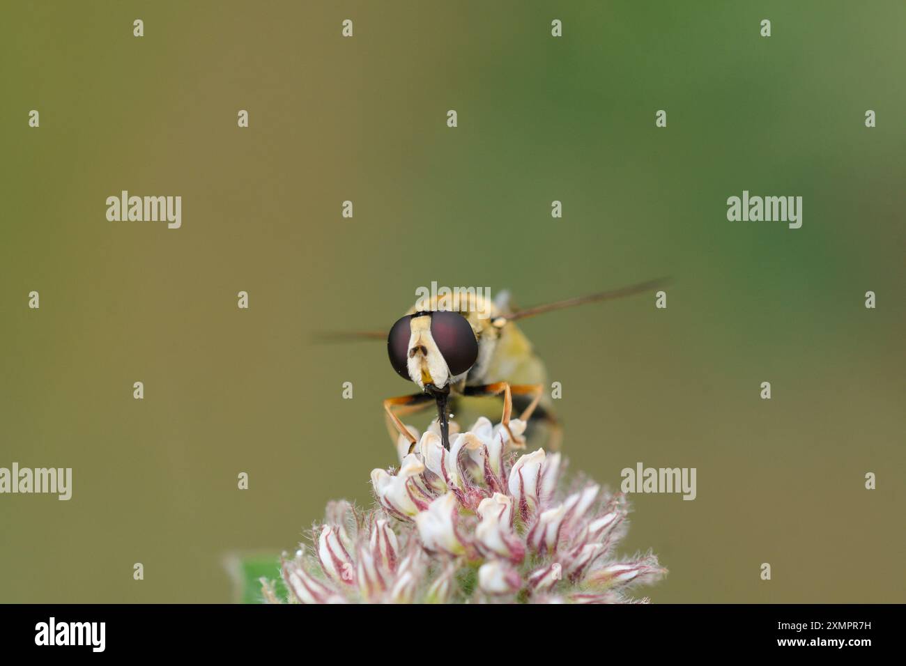 Nahaufnahme des hoverfly Helophilus trivittatus, der sich an einer Blume ernährt Stockfoto