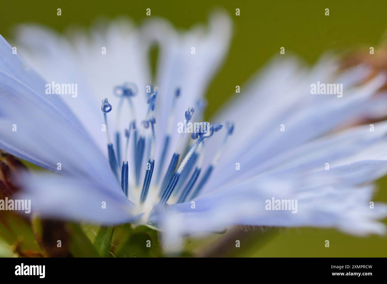 Nahaufnahme der Blume von Cichorium intybus, mit den Stempeln und Pollen Stockfoto