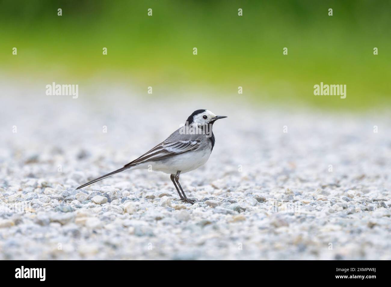 Ein weißer Wagtail auf dem Boden, bewölkter Tag im Frühling Mühlbach am Hochkönig Österreich Stockfoto