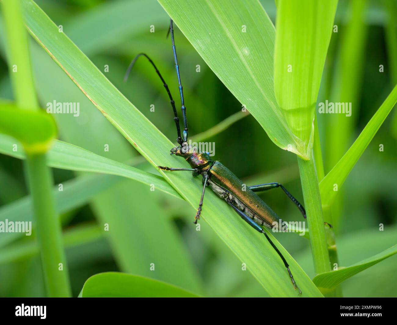 Ein Moschuskäfer Aromia moschata auf einem grünen Blatt, bewölkter Tag im Sommer, Österreich Goldegg Österreich Stockfoto