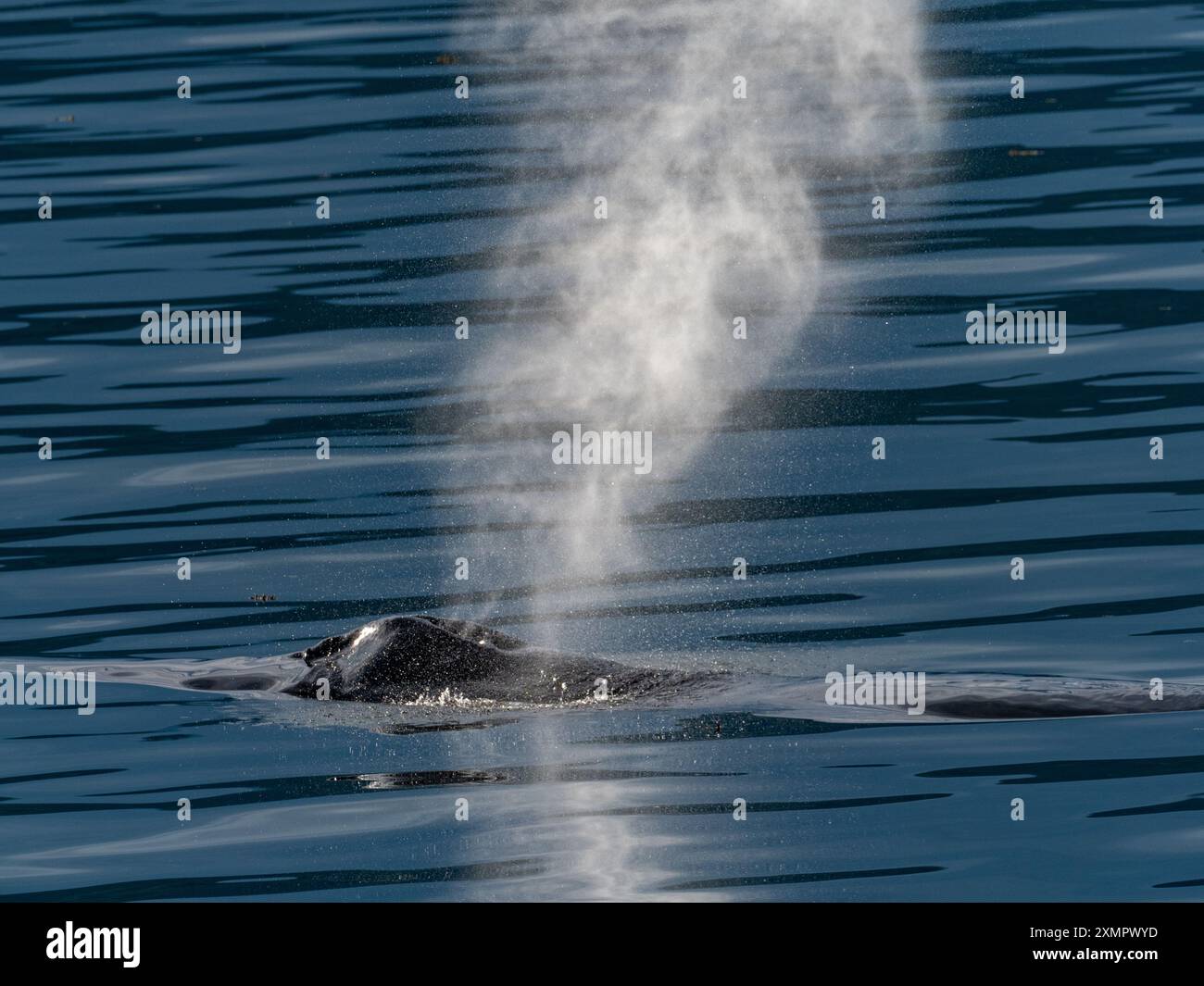 Buckelwal, Megaptera novaeangliae, im Südosten Alaskas, USA Stockfoto