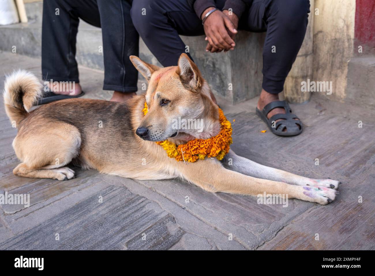 Hund mit Ringelblumen und Tikka für das jährliche Tihar Festival im November in Kathmandu, Nepal Stockfoto