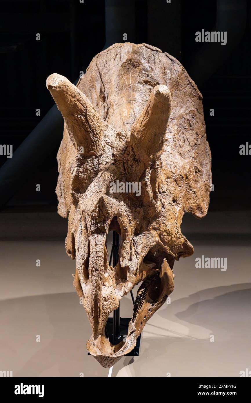 Schädelabdruck von Triceratops horridus, einem Ceratopsiden-Dinosaurier, im Natural History Museum of Utah, Salt Lake City, Utah. Stockfoto