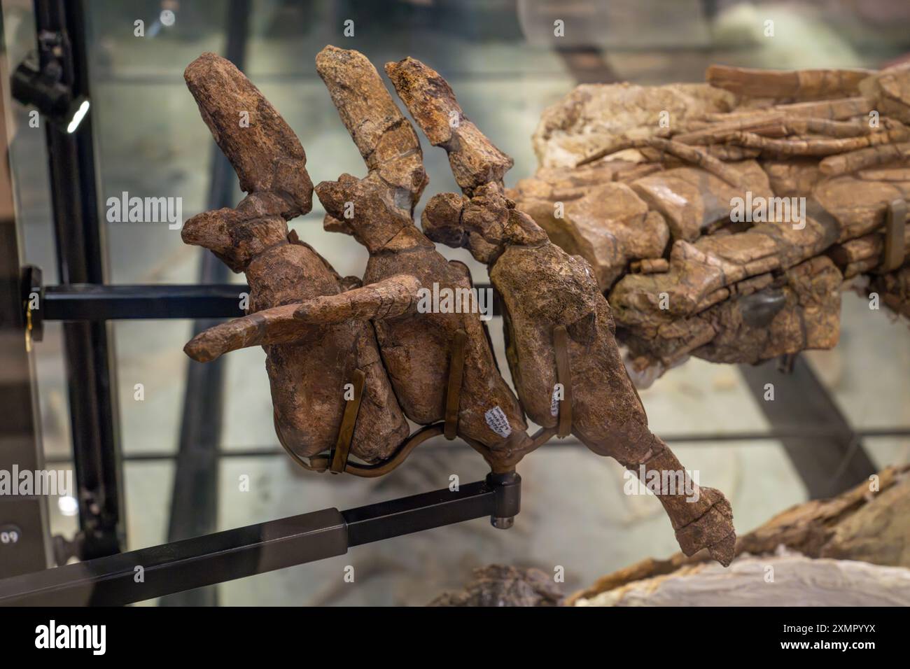 Knochen des Schwanzes und Schläger eines Ankylosaurids (gepanzerter Dinosaurier) im Natural History Museum of Utah, Salt Lake City, Utah. Stockfoto