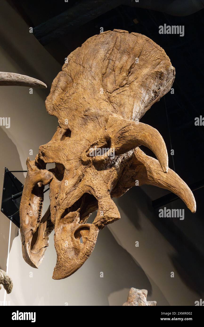 Schädelabdruck von Triceratops horridus, einem Ceratopsiden-Dinosaurier, im Natural History Museum of Utah, Salt Lake City, Utah. Stockfoto