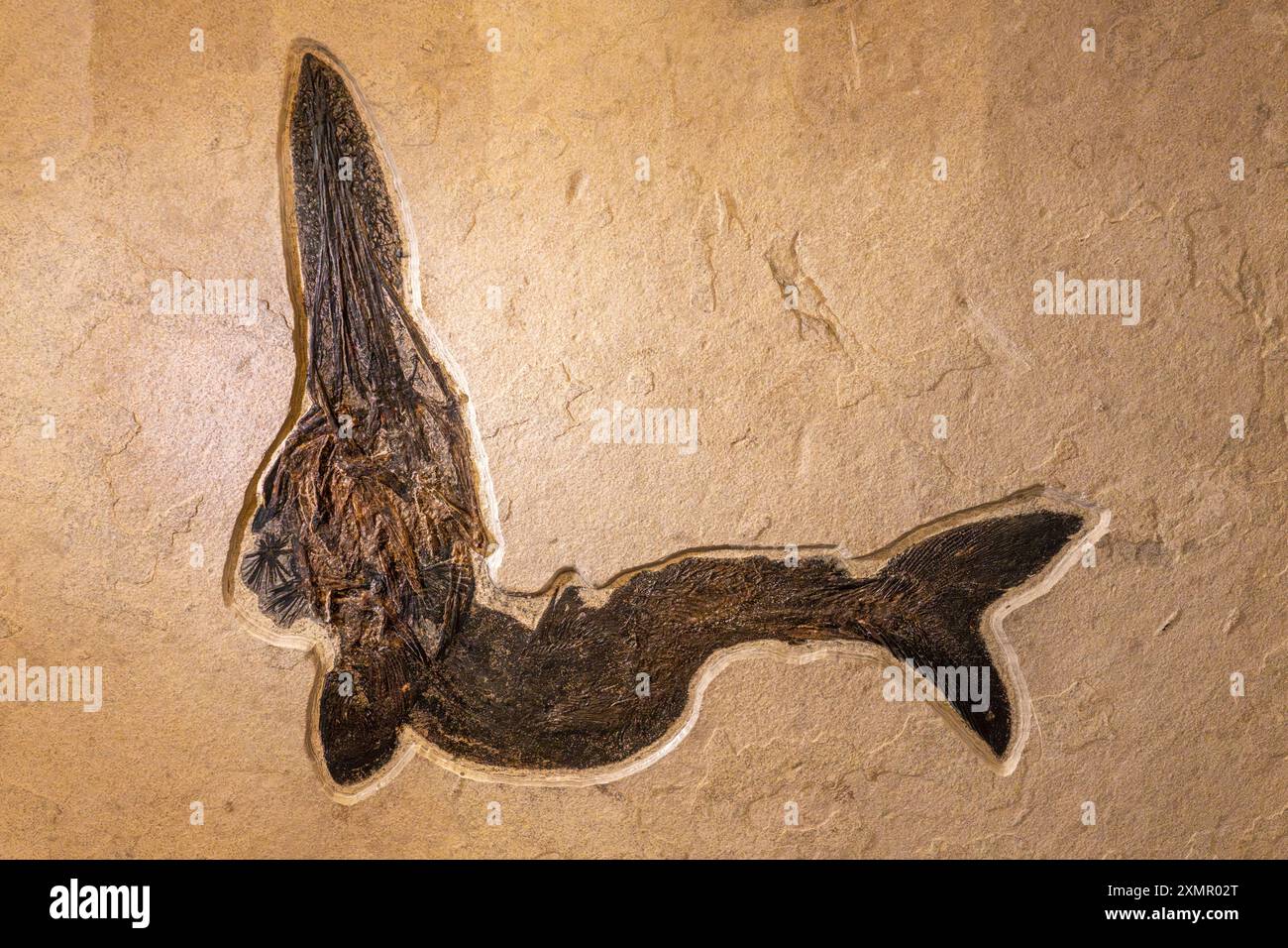 Ein fossiler Paddelfisch, Crossopholis magnicaudatus, im Natural History Museum of Utah, Salt Lake City, Utah. Stockfoto