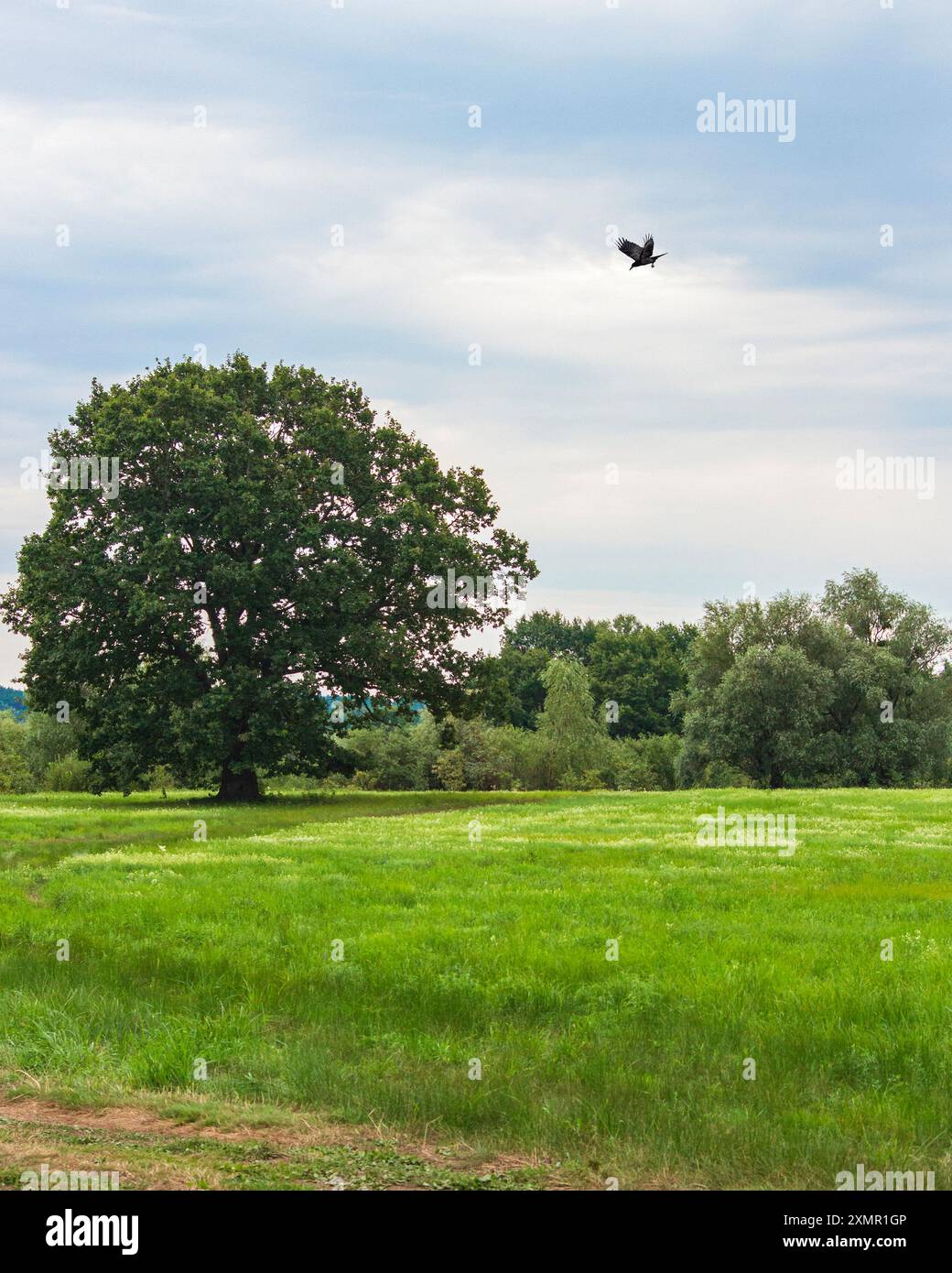 Sommerwiese mit alten Eichen Stockfoto
