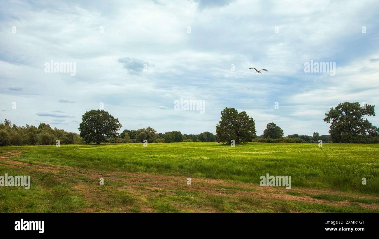 Sommerwiese mit alten Eichen Stockfoto