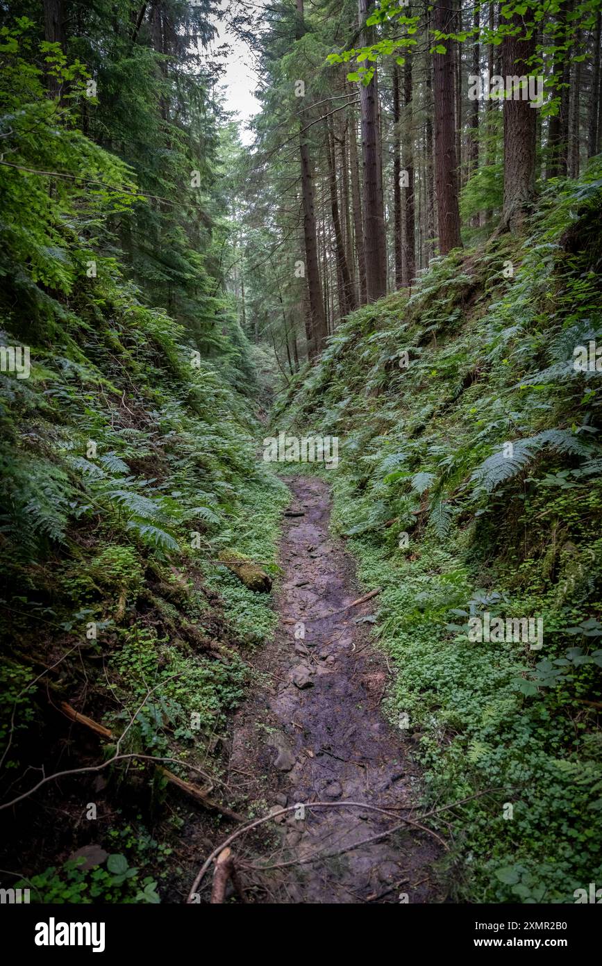 Blick auf den Fußweg durch den Dalby Forest, North Yorkshire. England, Großbritannien. GB Stockfoto