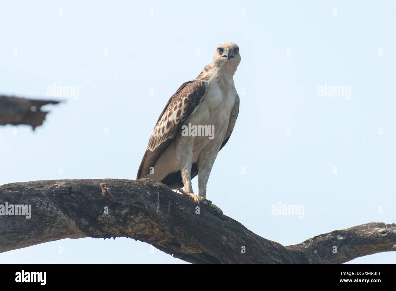 Osprey Vogel Stockfoto