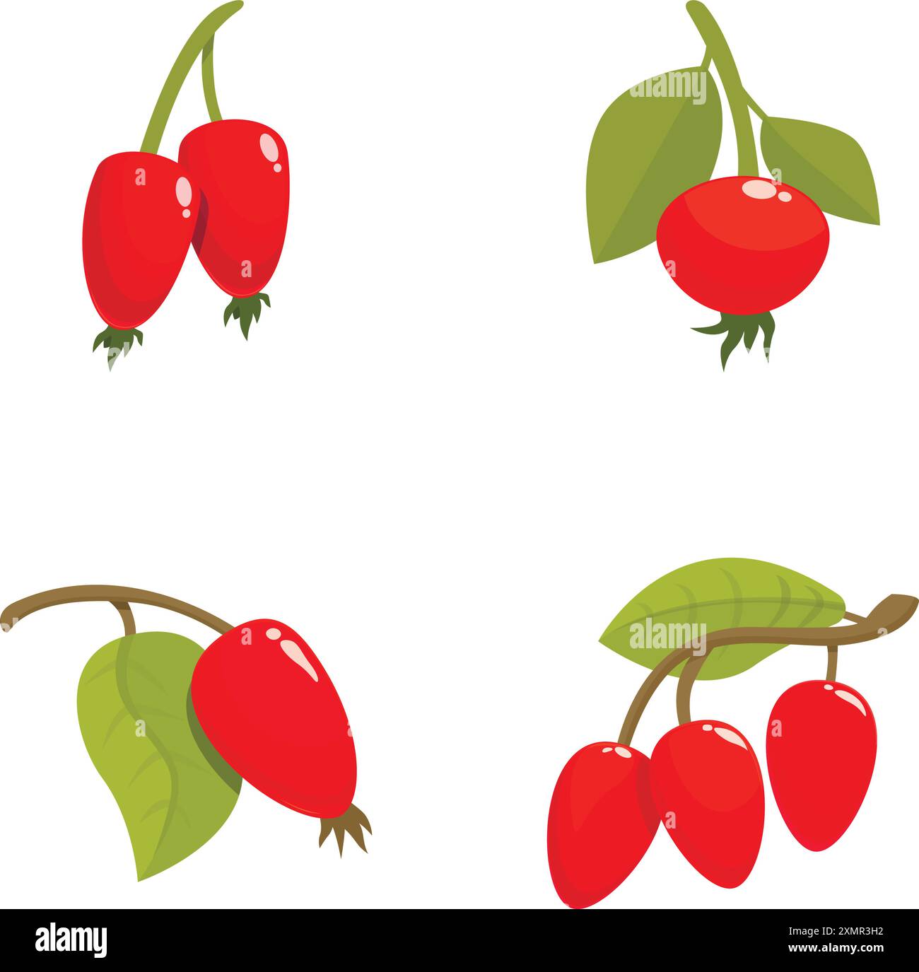 Set aus vier Illustrationen, die verschiedene Stile roter Hüften mit grünen Blättern zeigen, isoliert auf weißem Hintergrund Stock Vektor