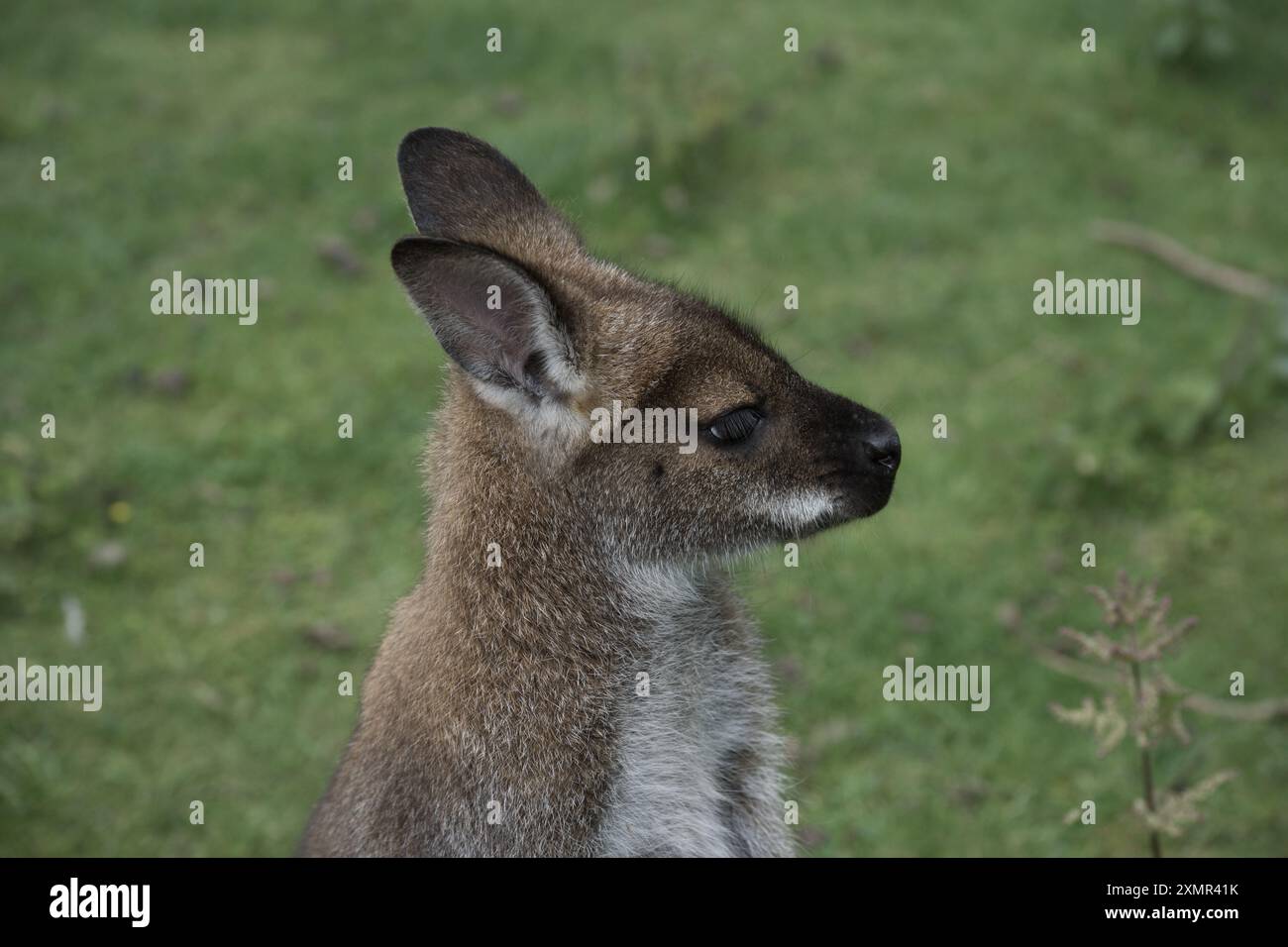 Ein Rothalswallaby im Thorp Perrow Arboretum Stockfoto