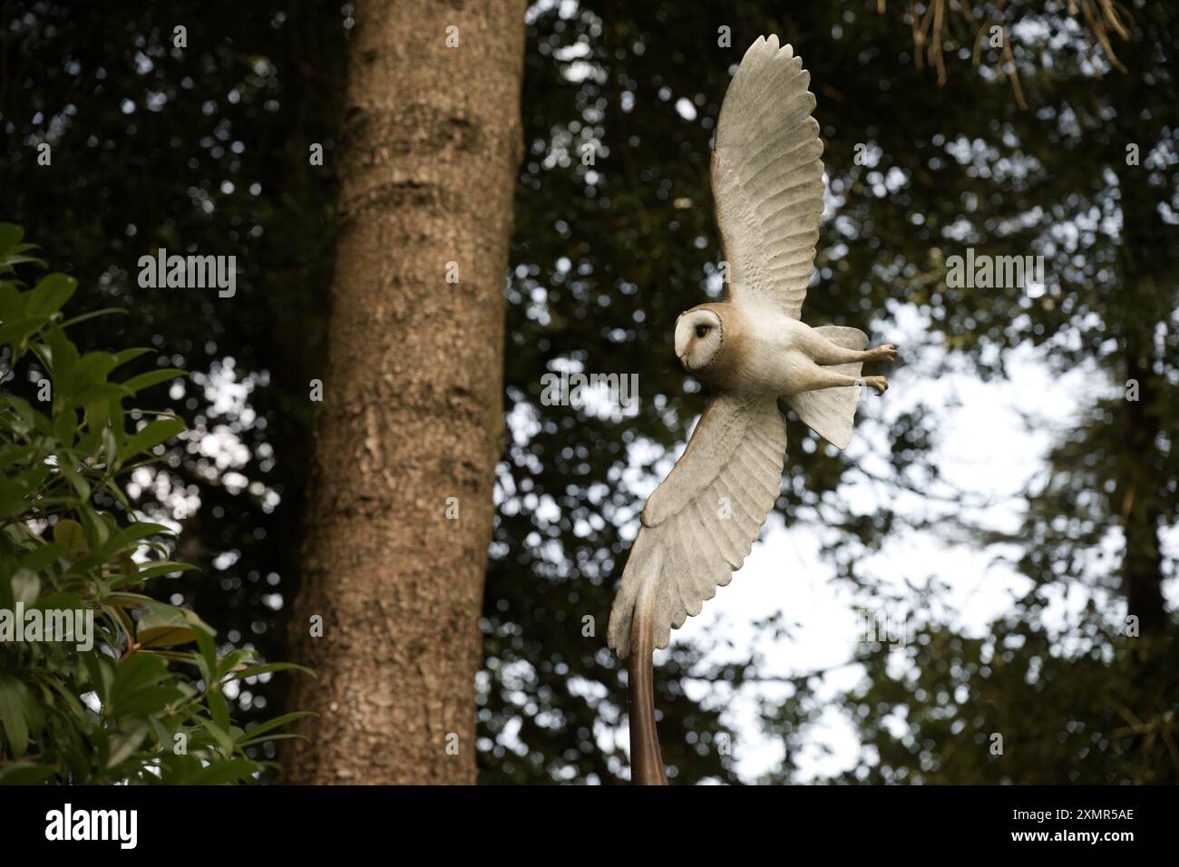 Barn Owl von Hamish Mackie im Himalaya Garden & Sculpture Park Stockfoto