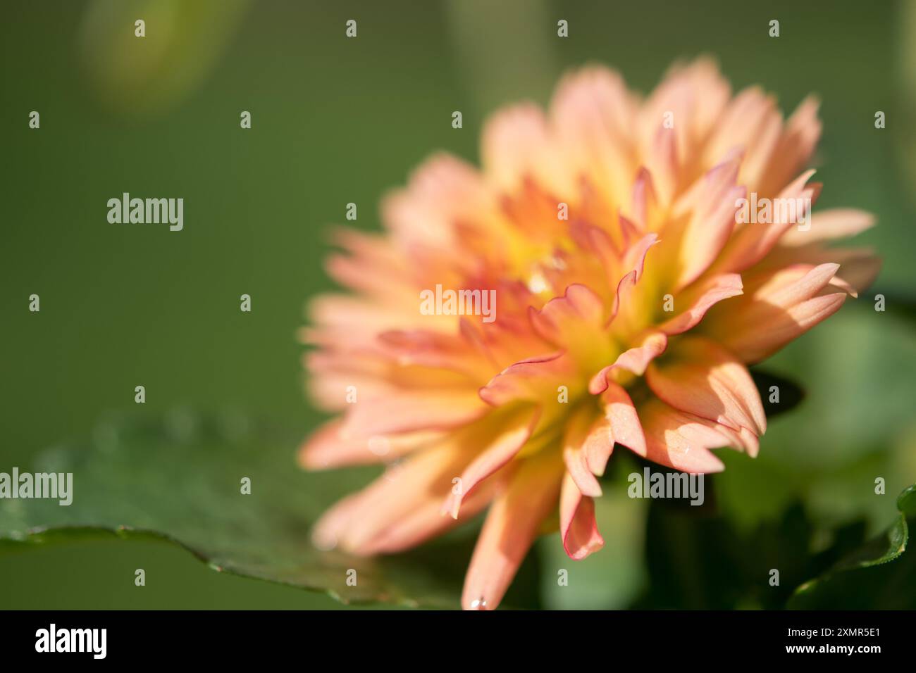 Dahlienblume mit mehrfarbigen Blütenblättern Stockfoto