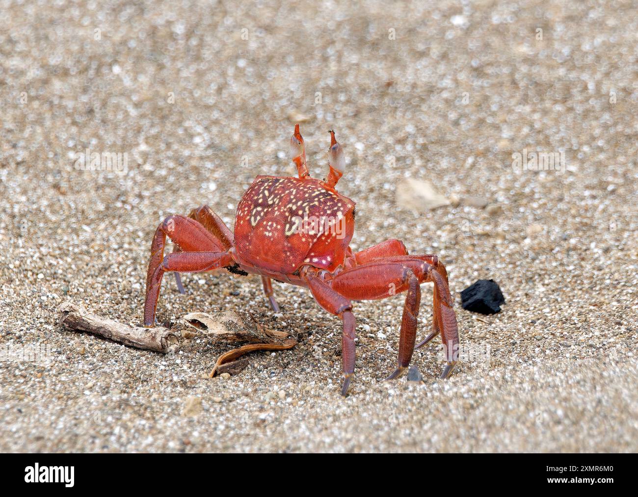 Gemalte Geisterkrabbe oder Karrenfahrerkrabbe, Ocypode gaudichaudii, szellemrák, Isla de la Plata, Parque Nacional Machalilla, Provinz Manabí, Ecuador Stockfoto