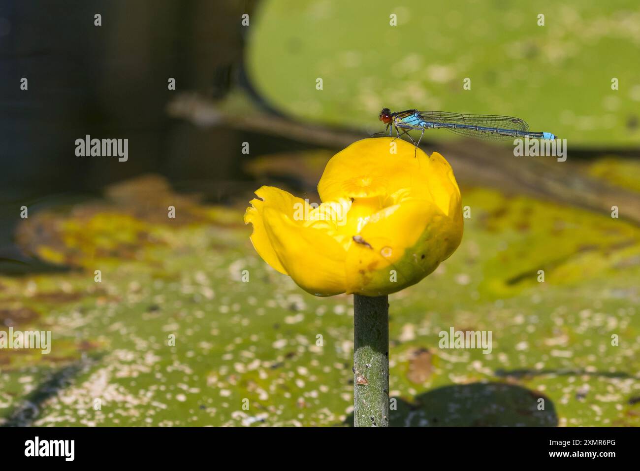 Großes Granatauge, großes Granatauge, Männchen, Erythromma najas, Agrion najas, Rotäugige Damselfliege, große Redeye, männlich, naiade aux yeux rouges Stockfoto