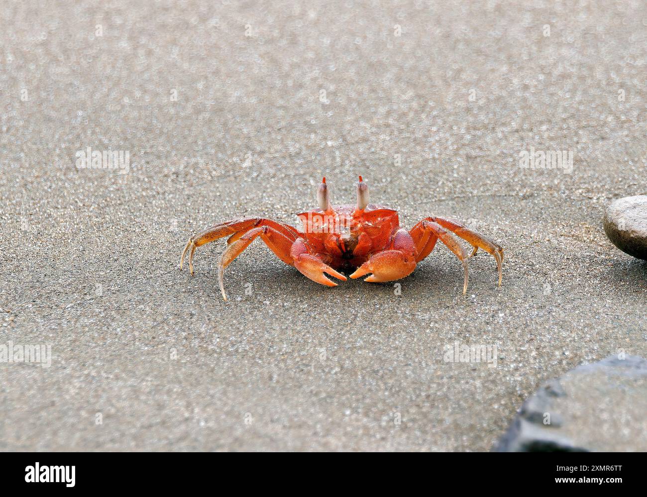 Gemalte Geisterkrabbe oder Karrenfahrerkrabbe, Ocypode gaudichaudii, szellemrák, Isla de la Plata, Parque Nacional Machalilla, Provinz Manabí, Ecuador Stockfoto