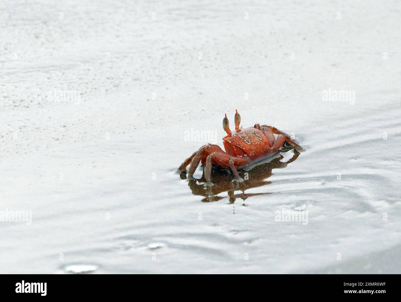 Gemalte Geisterkrabbe oder Karrenfahrerkrabbe, Ocypode gaudichaudii, szellemrák, Isla de la Plata, Parque Nacional Machalilla, Provinz Manabí, Ecuador Stockfoto