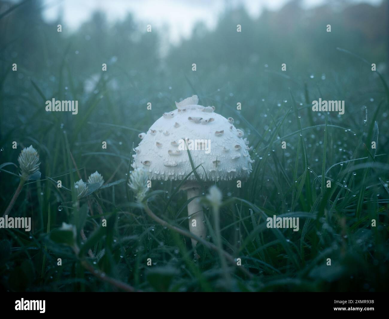 Ein grüner Sonnenschirmpilz, Chlorophyllum molybdites, wächst an einem nassen Morgen auf einer Wiese. Stockfoto