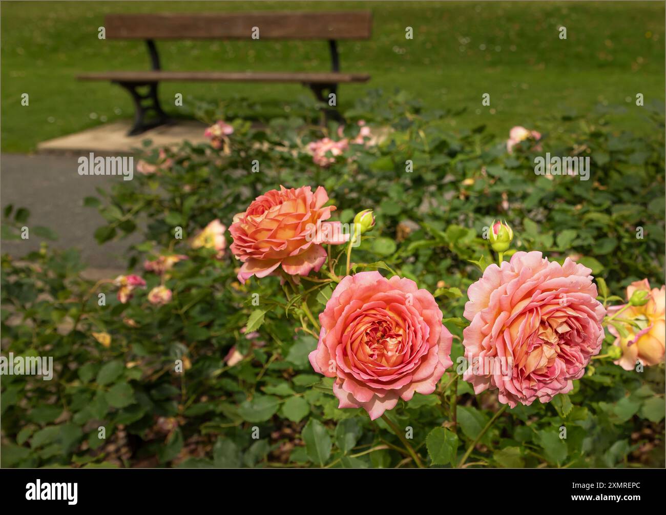 Port Sunlight, Wirral, Großbritannien - 26. Juli 2024 - die Köpfe der schönen großen rosa und pfirsichfarbenen Rosen vor einem Hintergrund der Parkbank Stockfoto