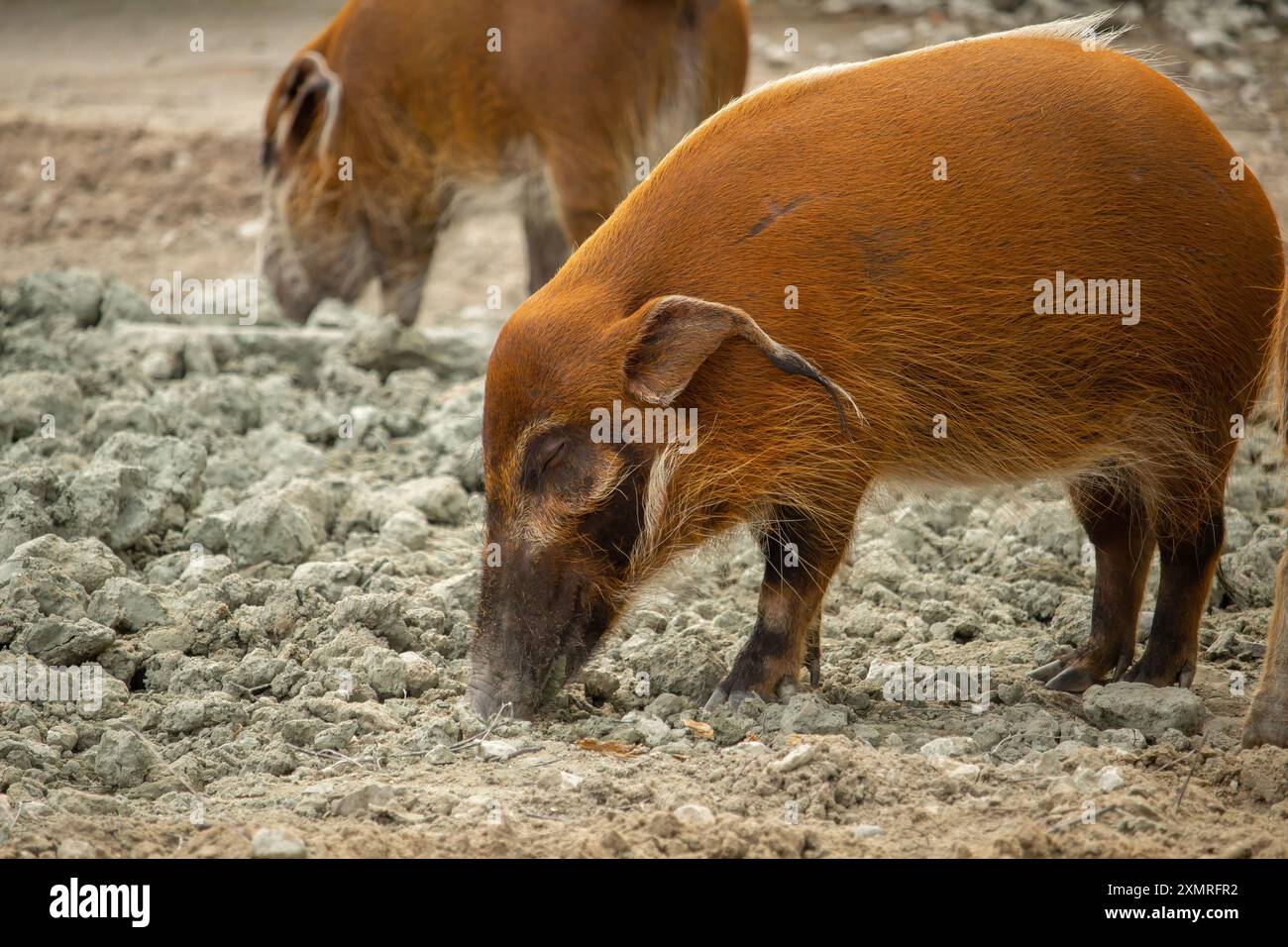 Eine Profilansicht des Roten Flussschweins, auch bekannt als Buschschwein, ein Wildschwein, das am Boden schnüffelt Stockfoto