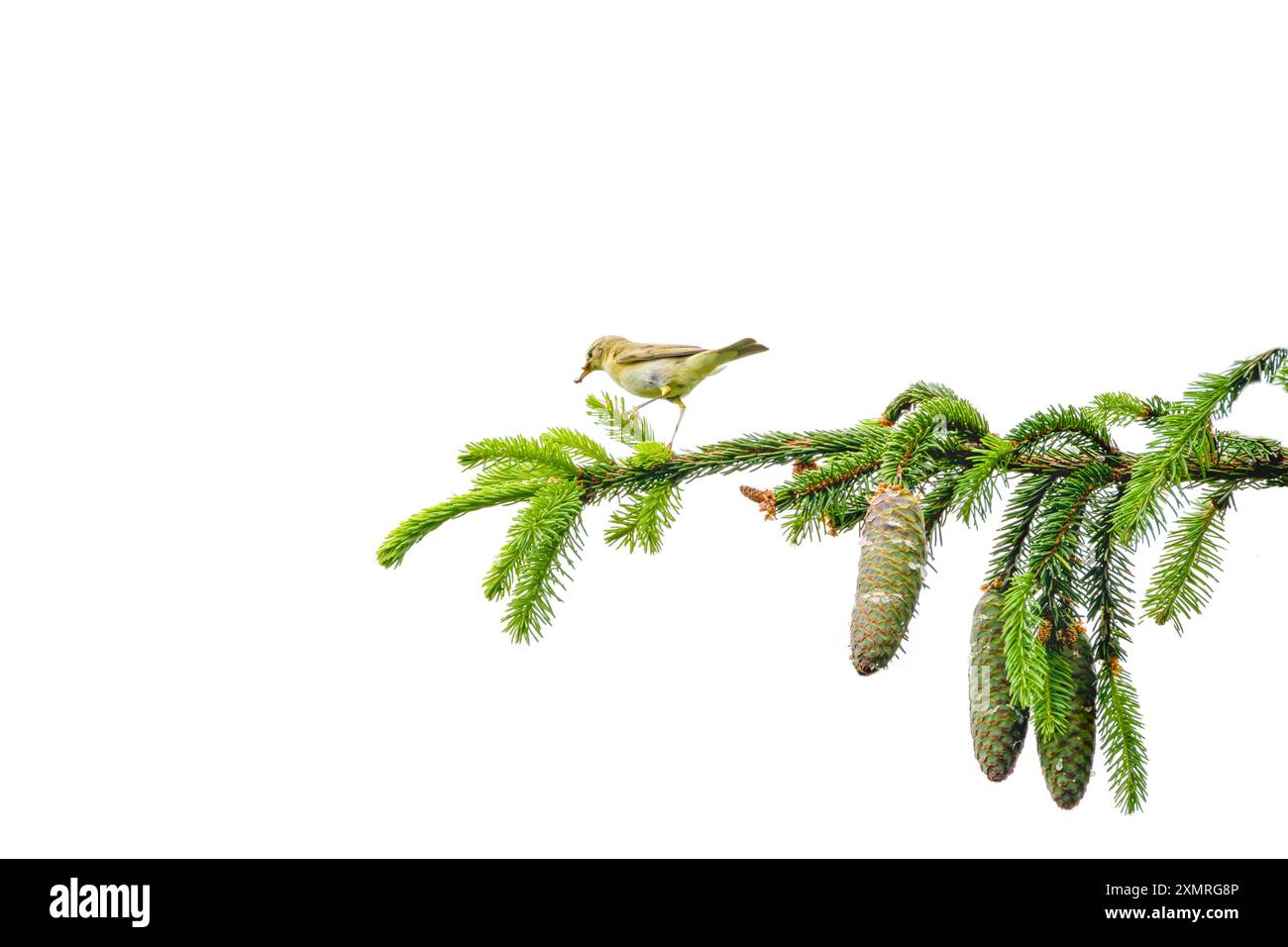 Nahaufnahme eines Chiffchaff, Phylloscopus collybita, der auf einem horizontalen Fichtenzweig mit hängenden Samenzapfen in seinem natürlichen Lebensraum mit Schnabelfu steht Stockfoto