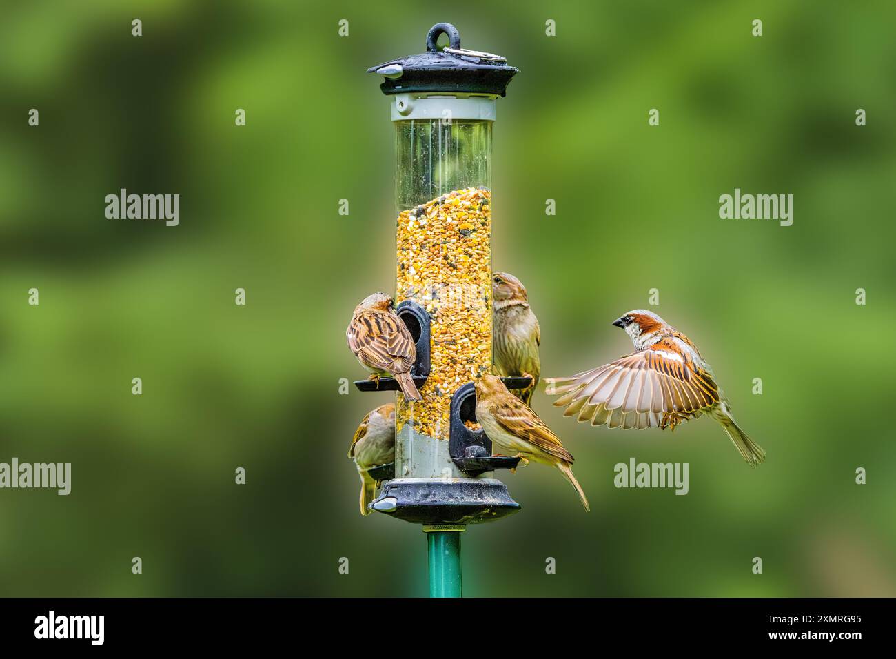 Vogelfutter mit Samen, der von einer Gruppe von Haussperlingen, Passer domesticus, und einem Haussperling, der mit weit verbreiteten Flügeln fliegt, um auf dem Feeder zu landen Stockfoto