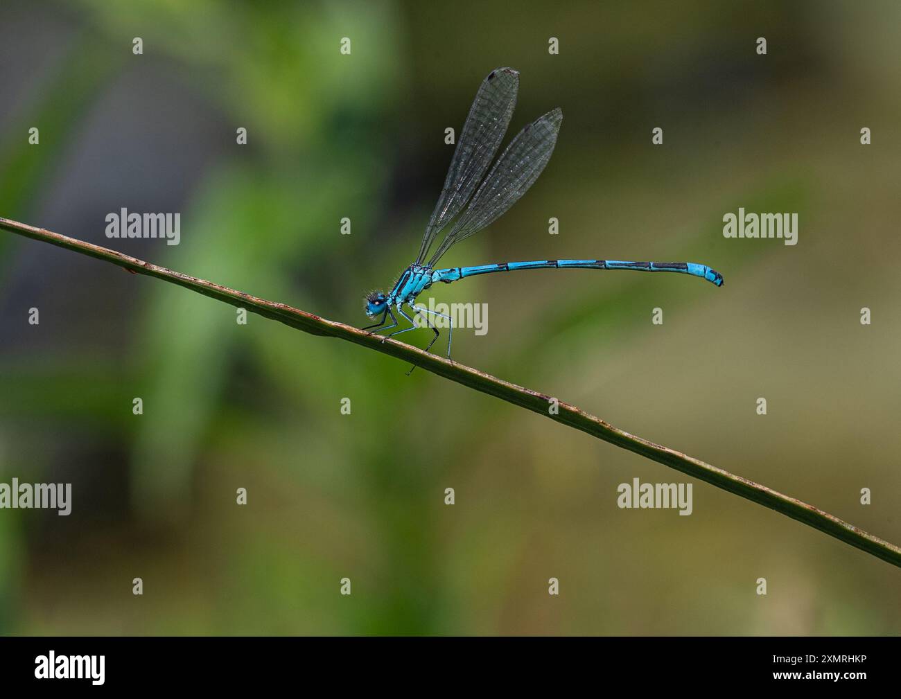 Ein männlicher Azure Damselfly (Coenagrion puella), der sich auf einer Teichpflanze niedergelassen hat, zeigt seinen wunderschönen blau-schwarz gestreiften, langen Körper. Suffolk. UK Stockfoto