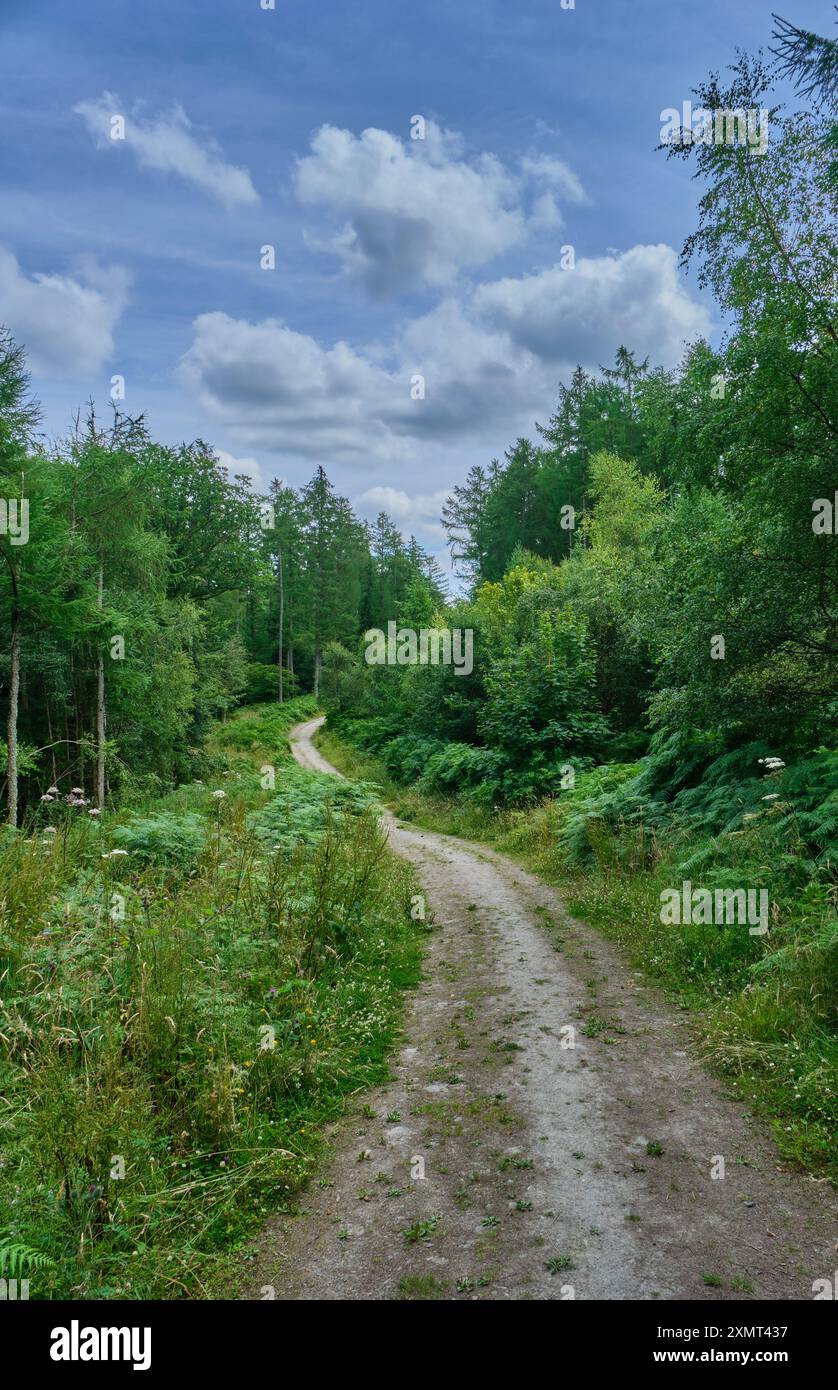 Der Weg führt durch Kinsey Wood, Shropshire, in der Nähe von Knighton, Wales Stockfoto